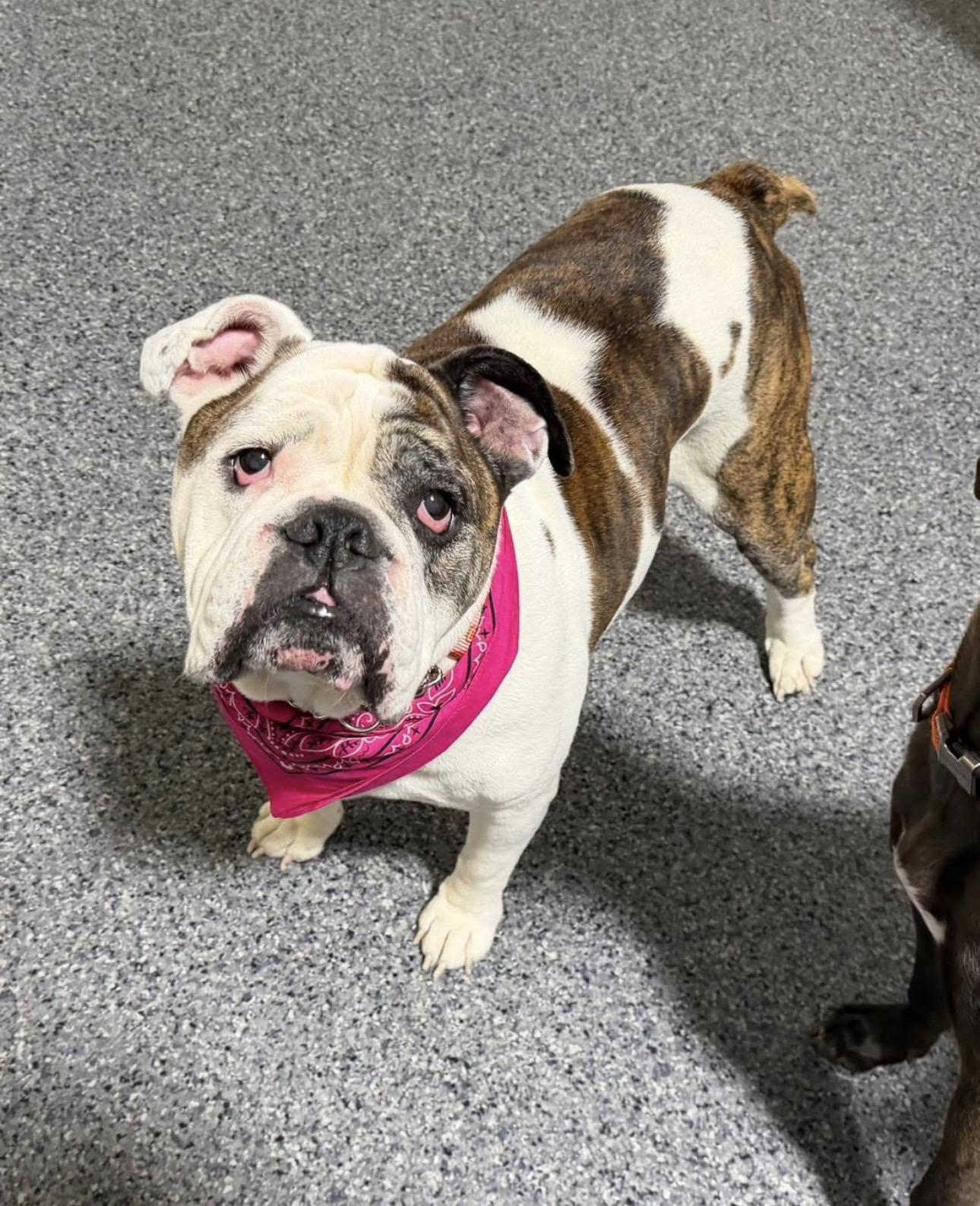 Aurora, a ADOPTABLE English Bulldog in Kutztown, PA image 1/4