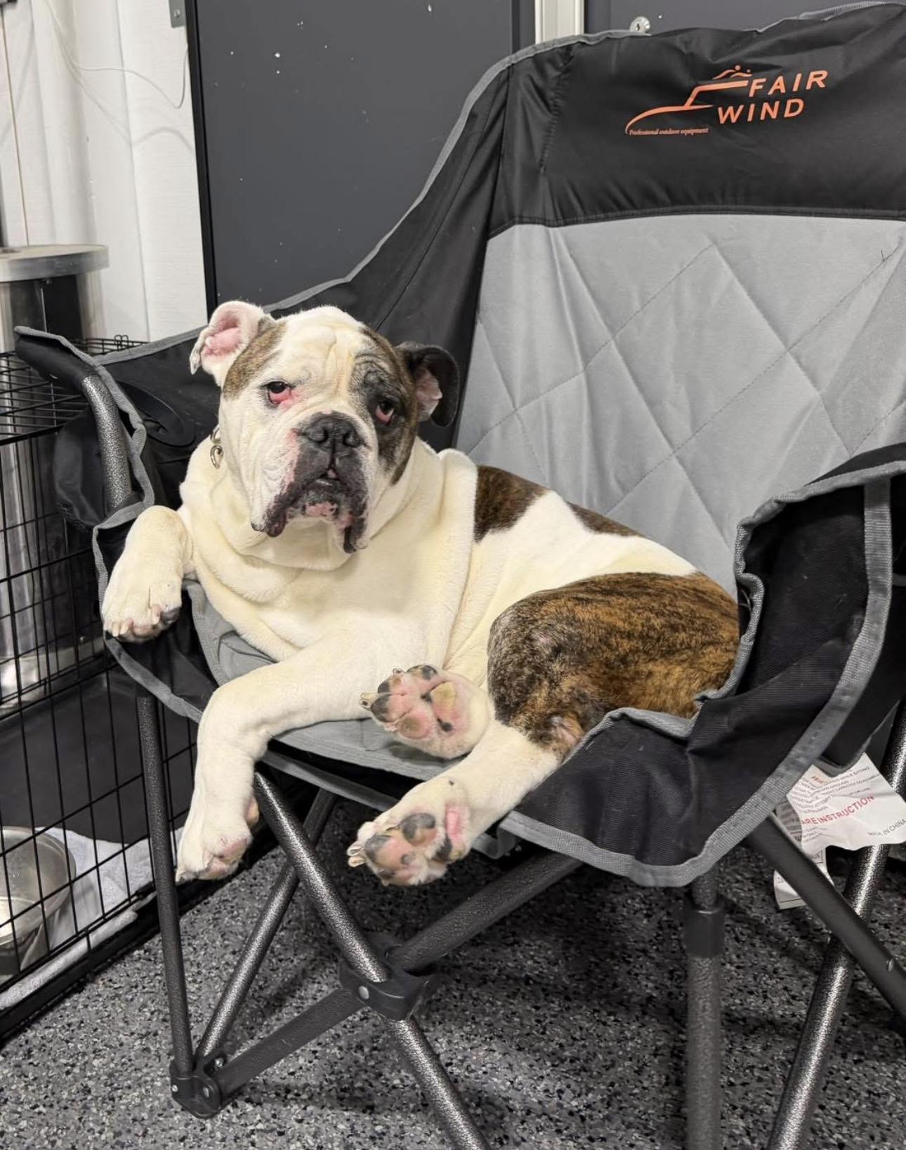 Aurora, a ADOPTABLE English Bulldog in Kutztown, PA image 3/4