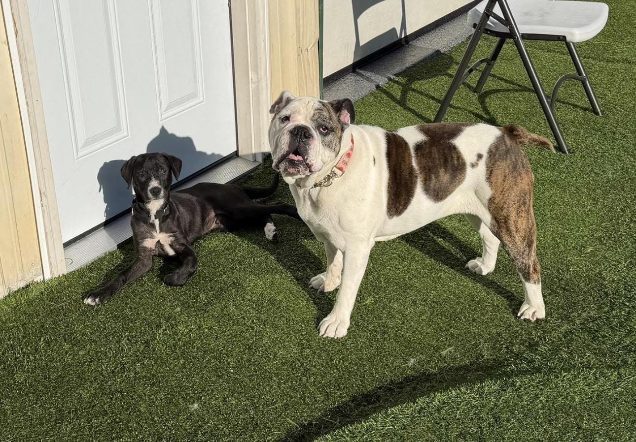 Aurora, a ADOPTABLE English Bulldog in Kutztown, PA image 2/4