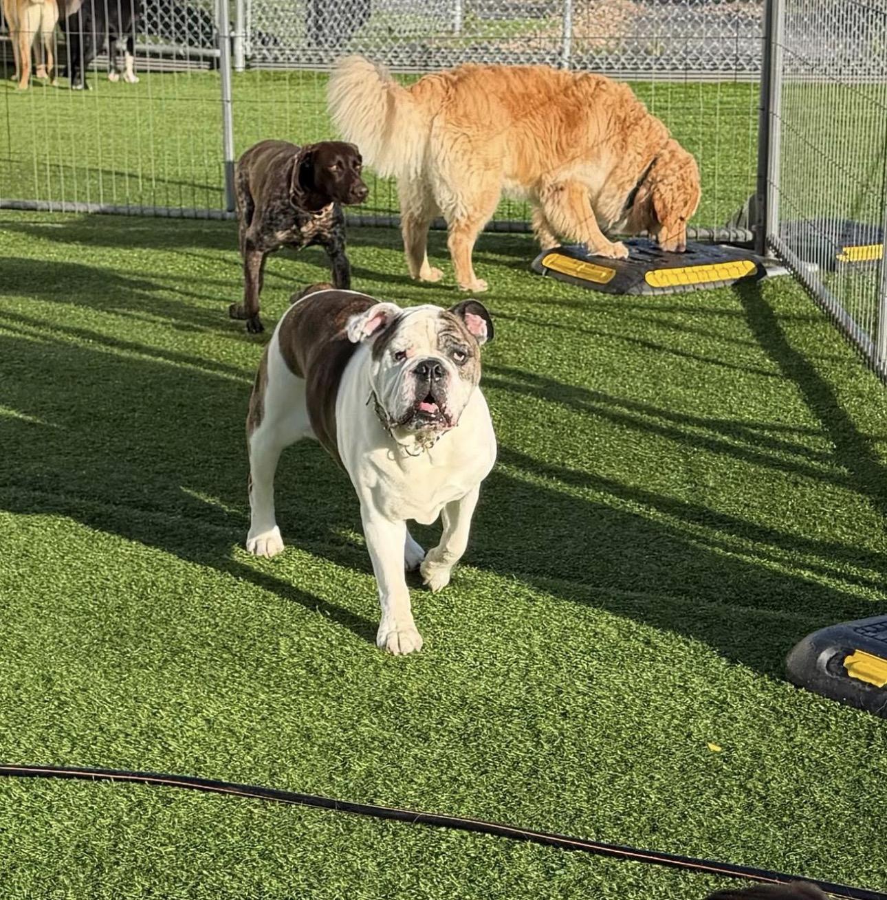 Aurora, a ADOPTABLE English Bulldog in Kutztown, PA image 4/4