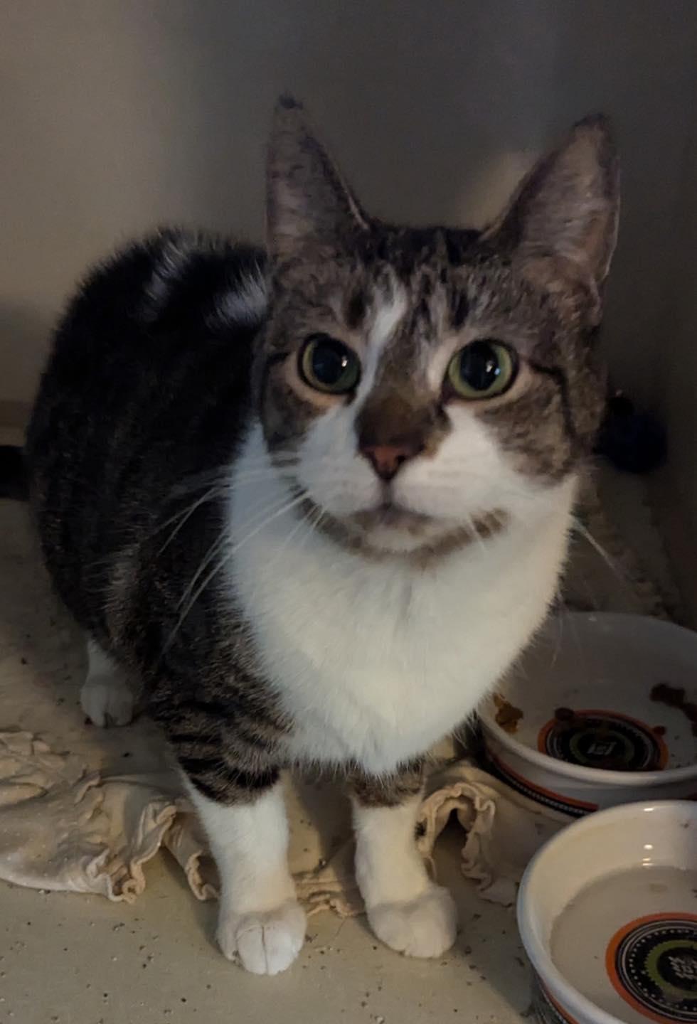 Serafina, ADOPTABLE, Young Female Tabby.