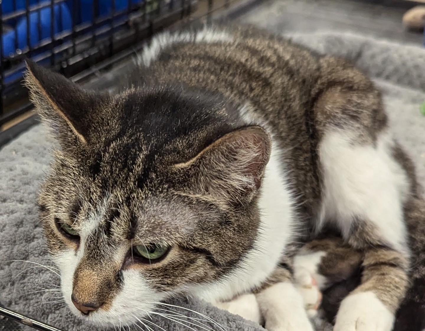 Enlarge Serafina, a ADOPTABLE Tabby in Noblesville, IN image 2/3