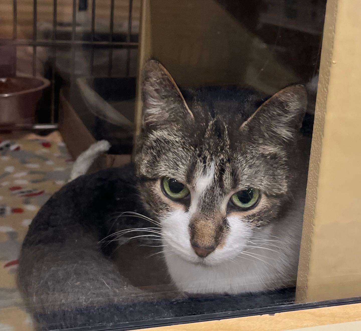 Enlarge Serafina, a ADOPTABLE Tabby in Noblesville, IN image 3/3