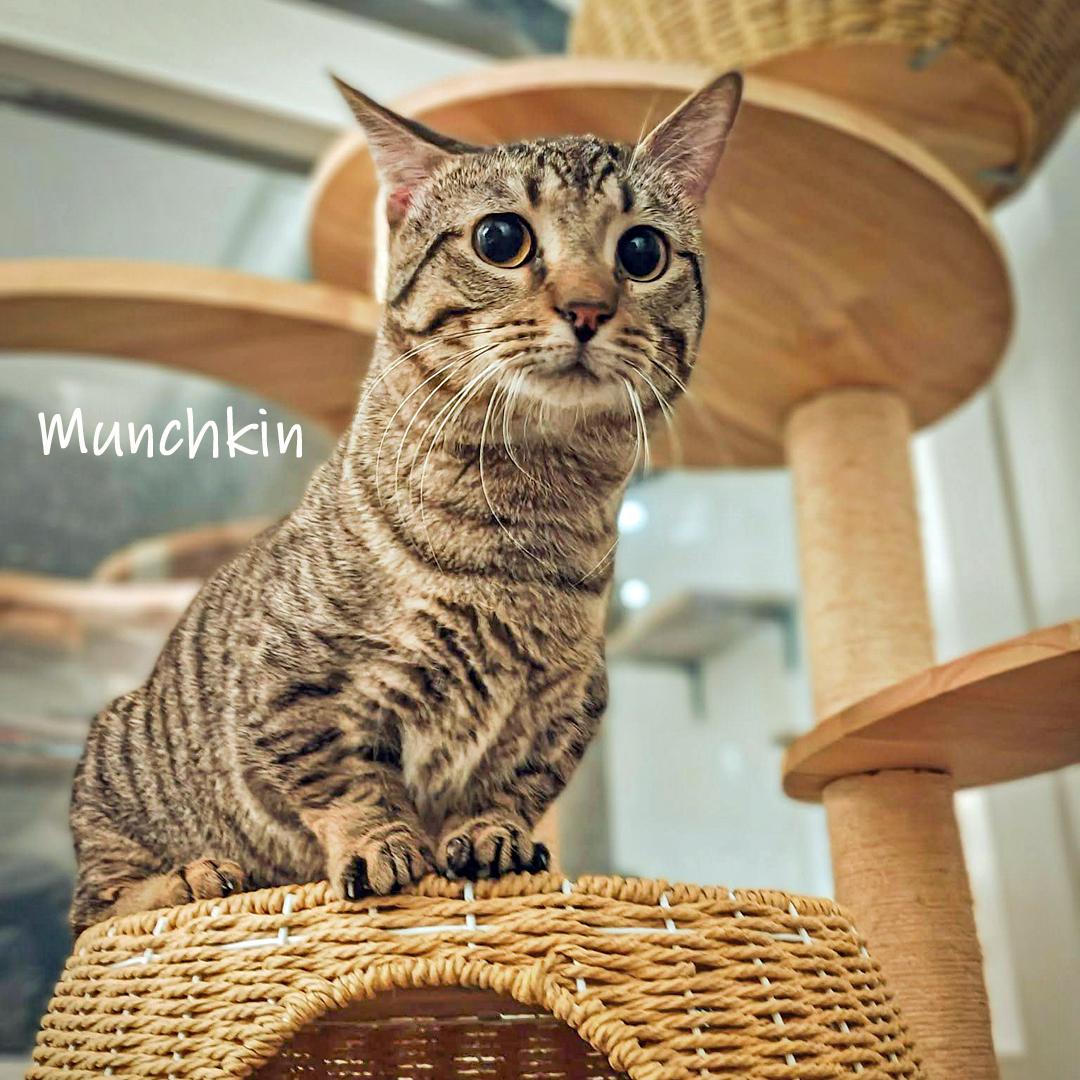 Enlarge Munchkin, a ADOPTABLE Domestic Short Hair in Chicago, IL image 1/3