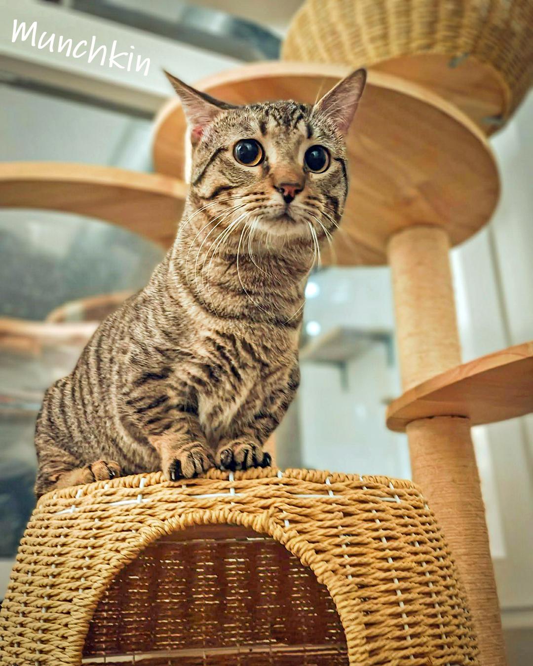 Enlarge Munchkin, a ADOPTABLE Domestic Short Hair in Chicago, IL image 3/3