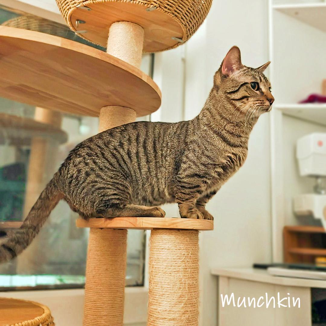 Enlarge Munchkin, a ADOPTABLE Domestic Short Hair in Chicago, IL image 2/3