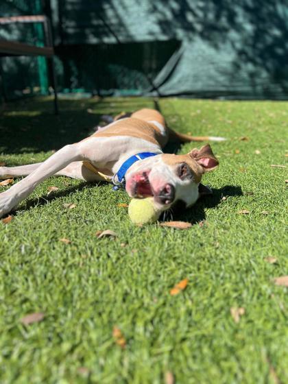 Angel, Adoptable, Adult Female Mixed Breed & Mixed Breed.