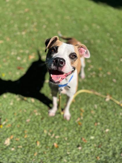 Enlarge Angel, a Adoptable Mixed Breed in North Miami Beach, FL image 3/3