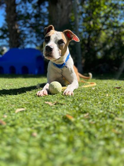 Enlarge Angel, a Adoptable Mixed Breed in North Miami Beach, FL image 3/3