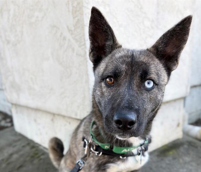 Enlarge LINDSEY, a Adoptable mixed breed in Santa Rosa, CA image 1/1