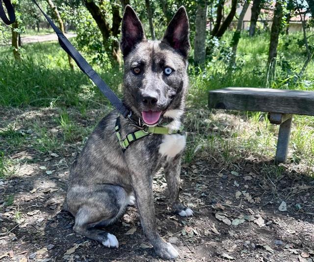 LINDSEY, Adoptable, Young Female Australian Cattle Dog / Blue Heeler & Mixed Breed.