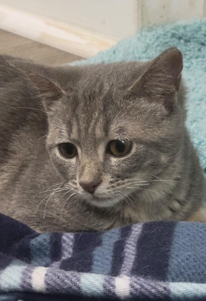 Cuillin, Adoptable, Young Male Domestic Short Hair.