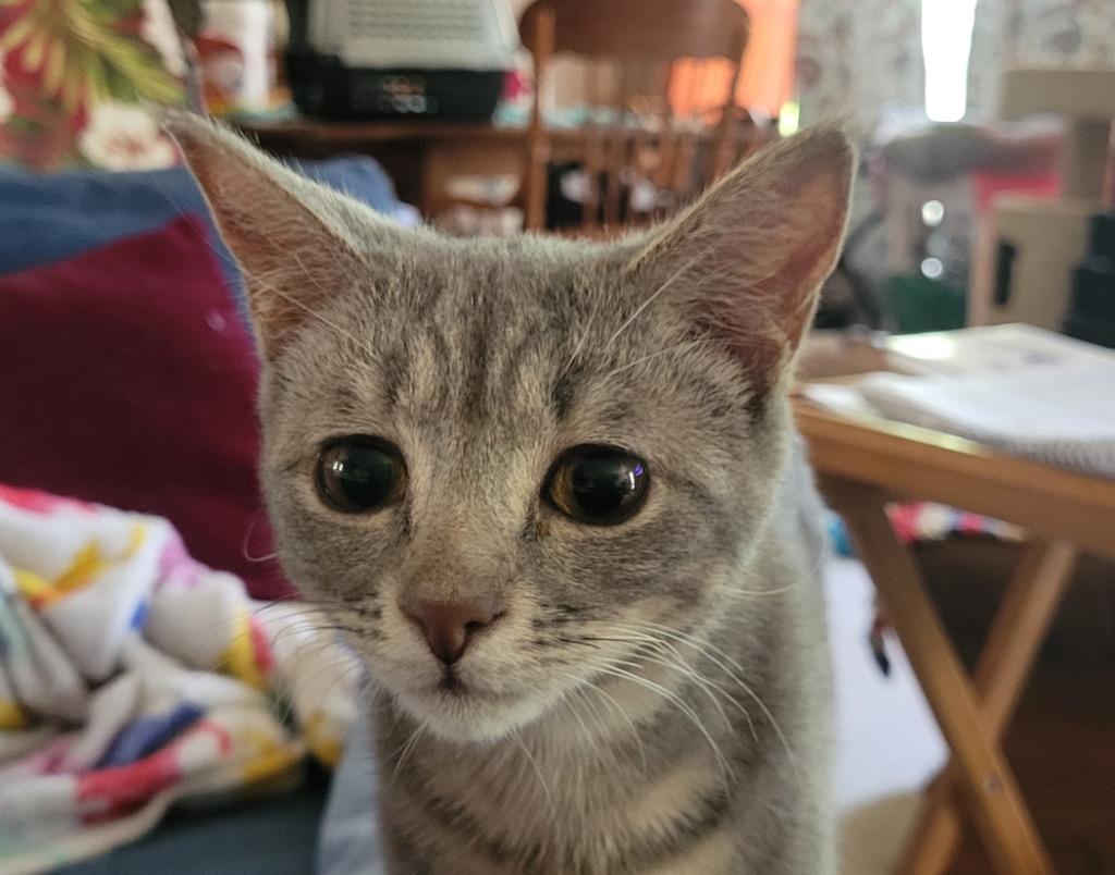 Enlarge Cuillin, a Adoptable mixed breed in Evans, GA image 2/3