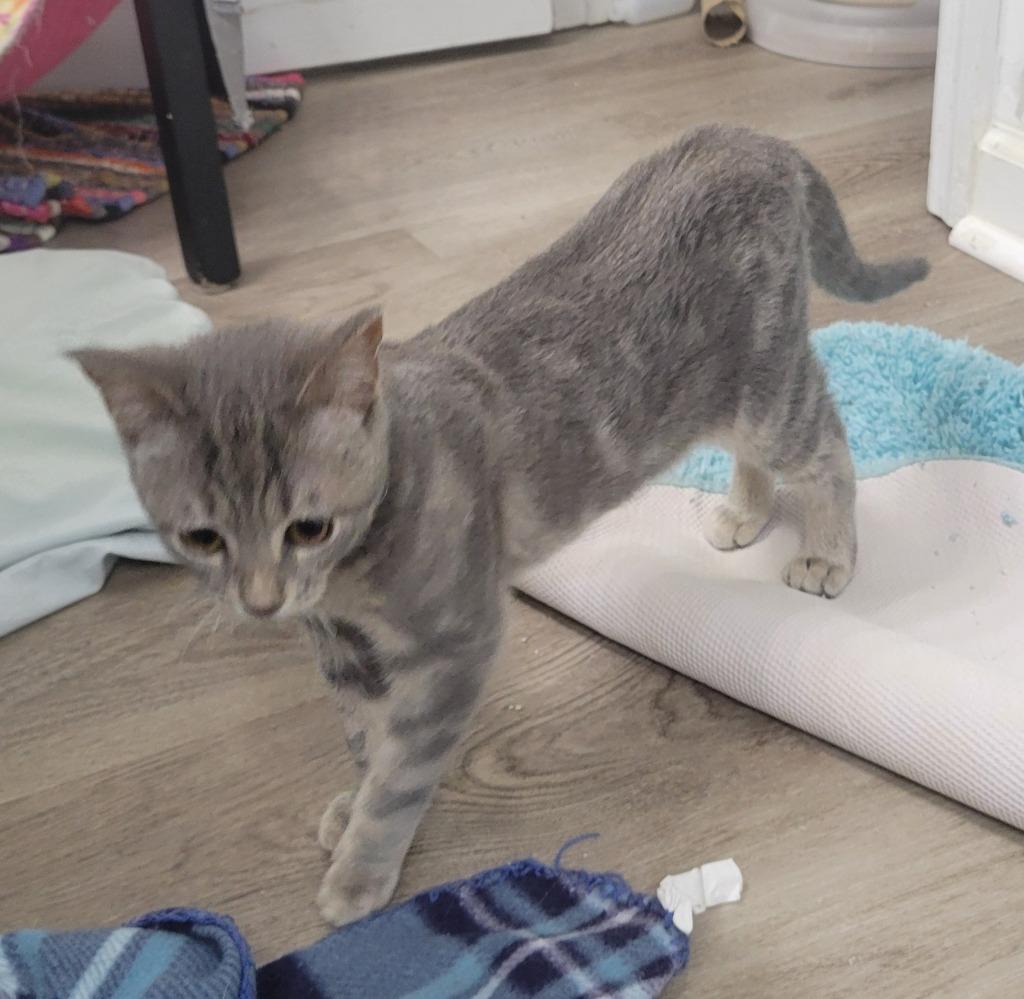 Enlarge Cuillin, a Adoptable mixed breed in Evans, GA image 3/3