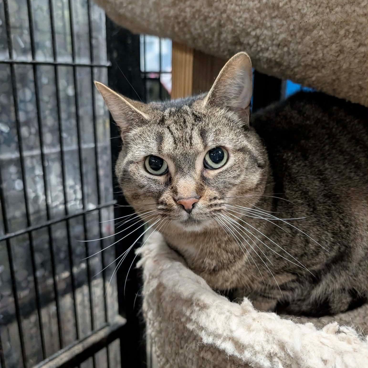 Enlarge BONBON, a Adoptable Domestic Short Hair in Tillsonburg, ON image 1/4