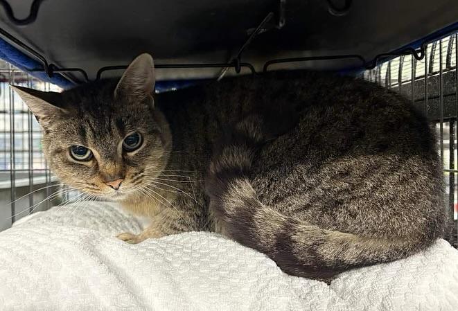 Enlarge BONBON, a Adoptable Domestic Short Hair in Tillsonburg, ON image 2/4