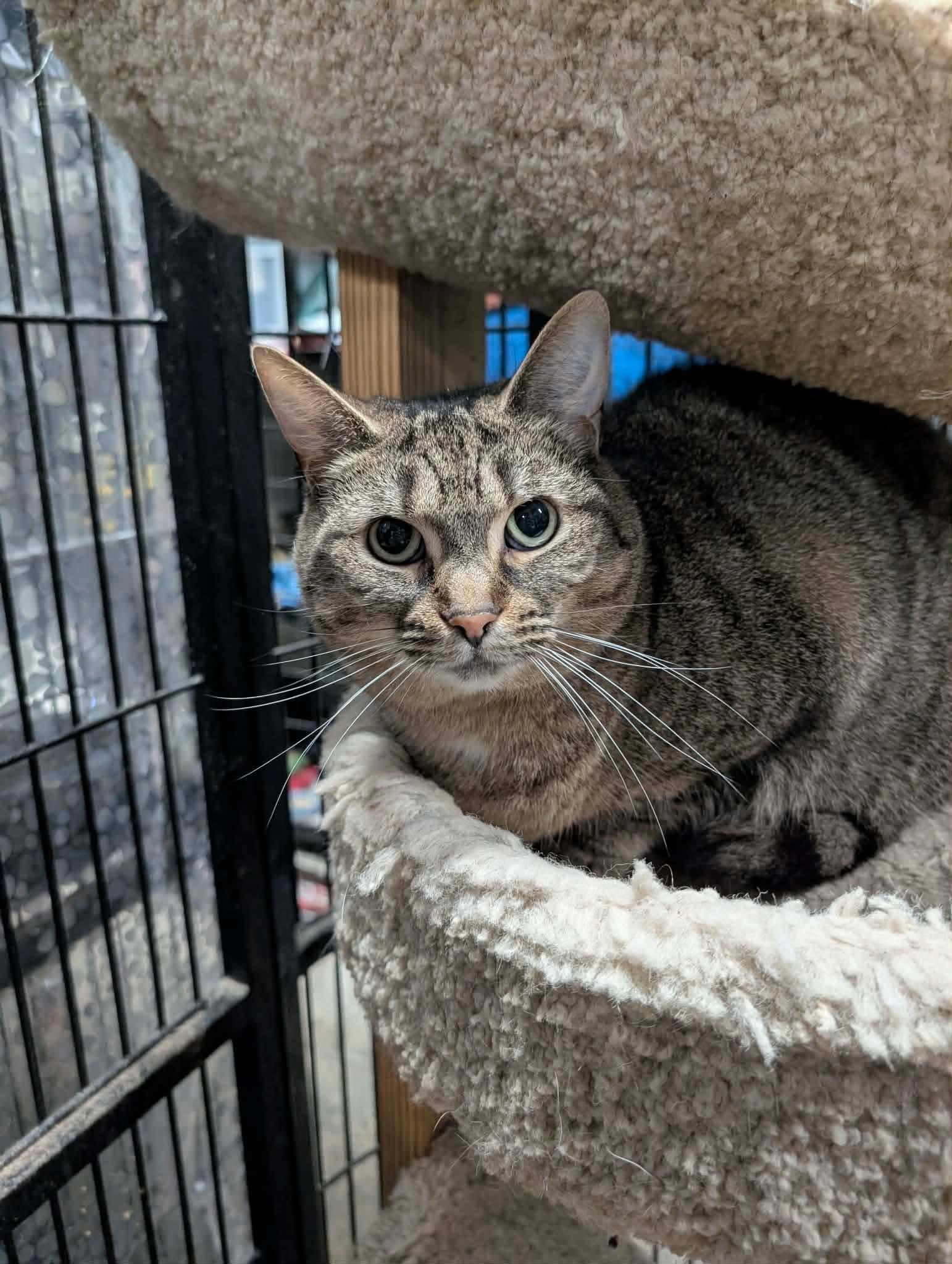 Enlarge BONBON, a Adoptable Domestic Short Hair in Tillsonburg, ON image 4/4