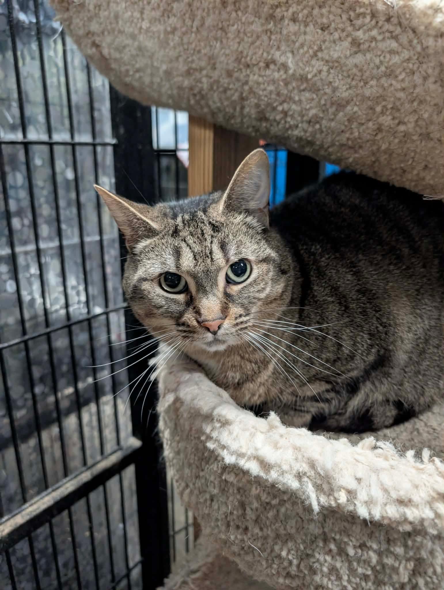 Enlarge BONBON, a Adoptable Domestic Short Hair in Tillsonburg, ON image 3/4