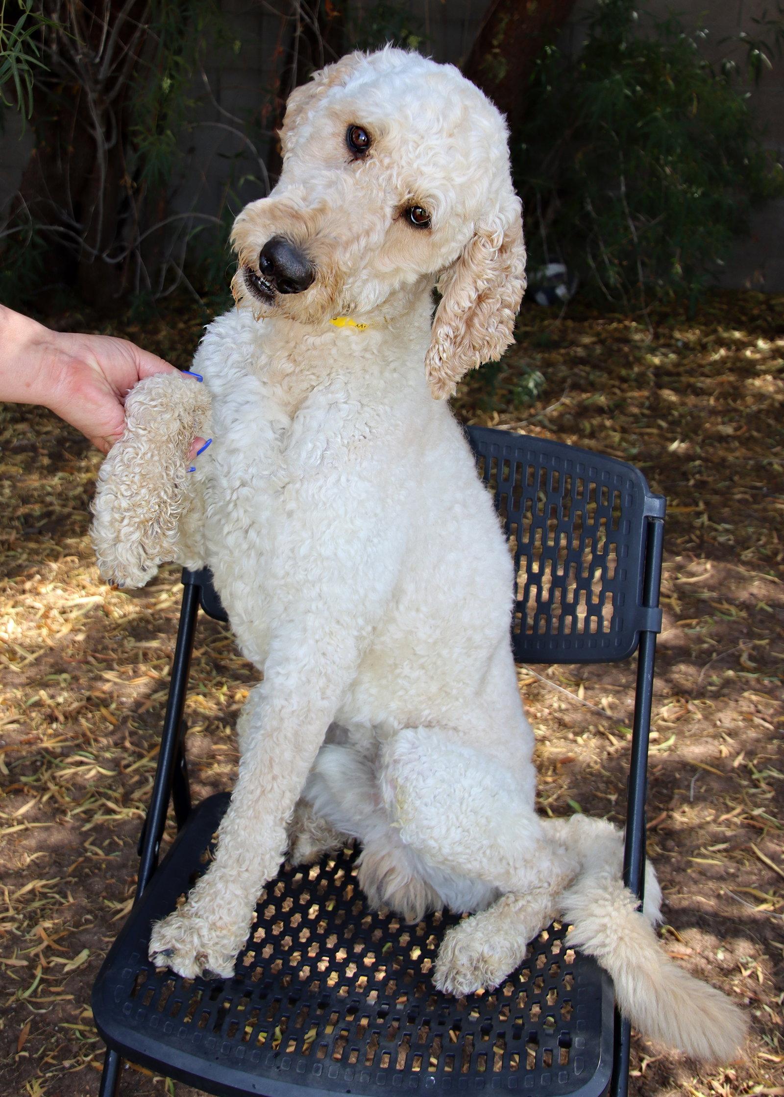 Enlarge Mylo, a Adoptable mixed breed in Glendale, AZ image 1/3