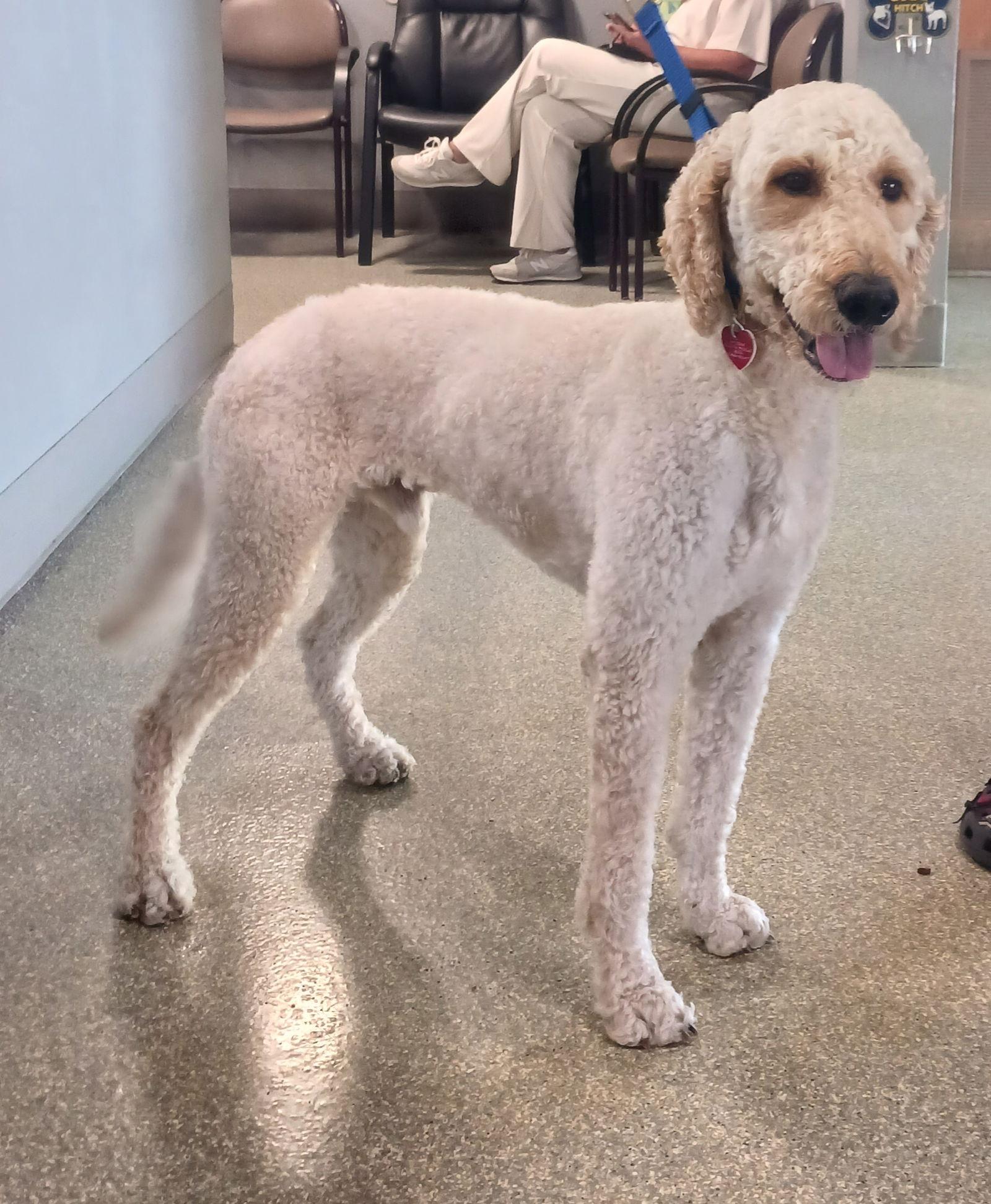 Enlarge Mylo, a Adoptable mixed breed in Glendale, AZ image 2/3