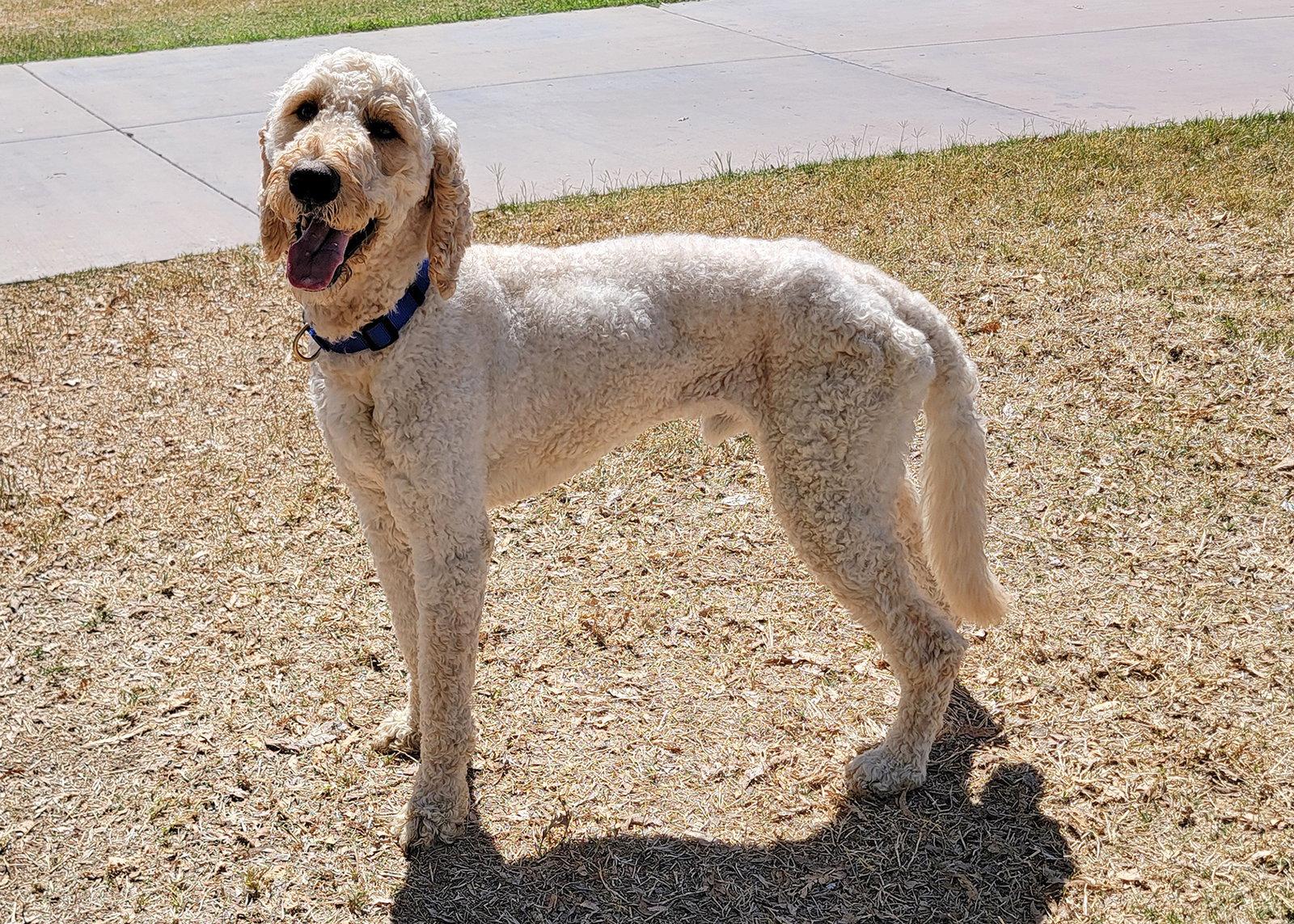 Enlarge Mylo, a Adoptable mixed breed in Glendale, AZ image 3/3