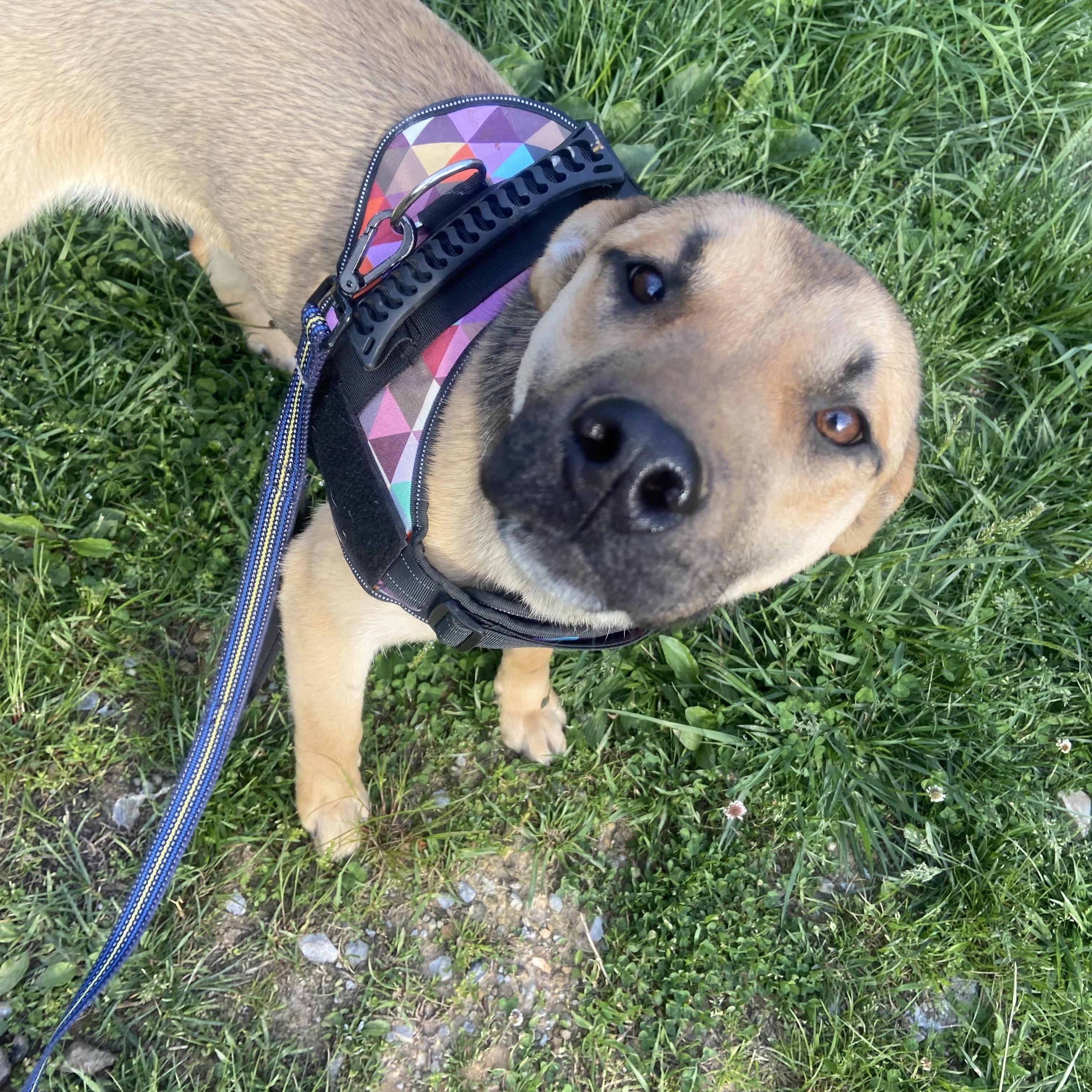 Enlarge Twinkie, a Adoptable Mixed Breed in Sunbright, TN image 1/6