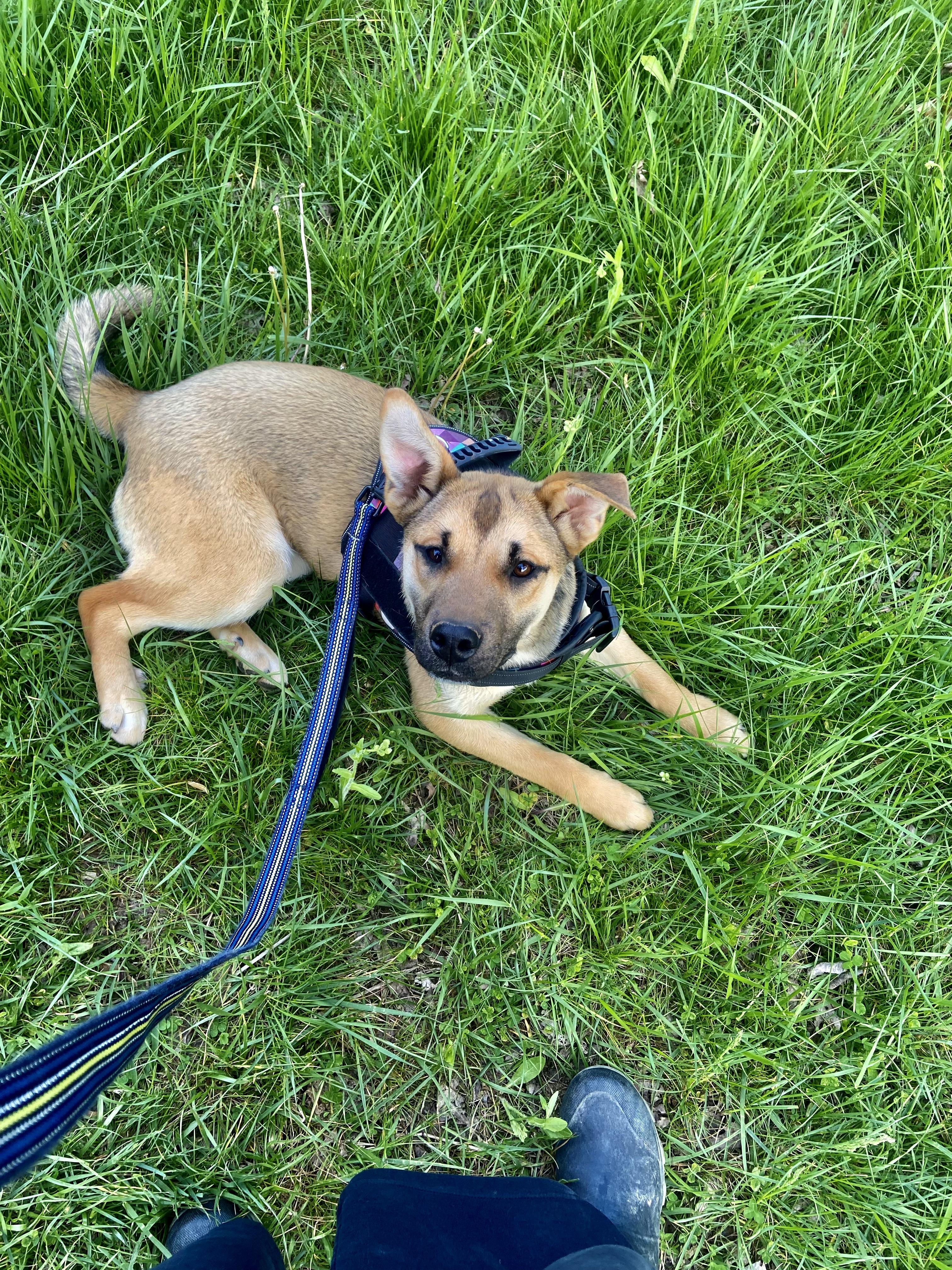 Enlarge Twinkie, a Adoptable Mixed Breed in Sunbright, TN image 3/6