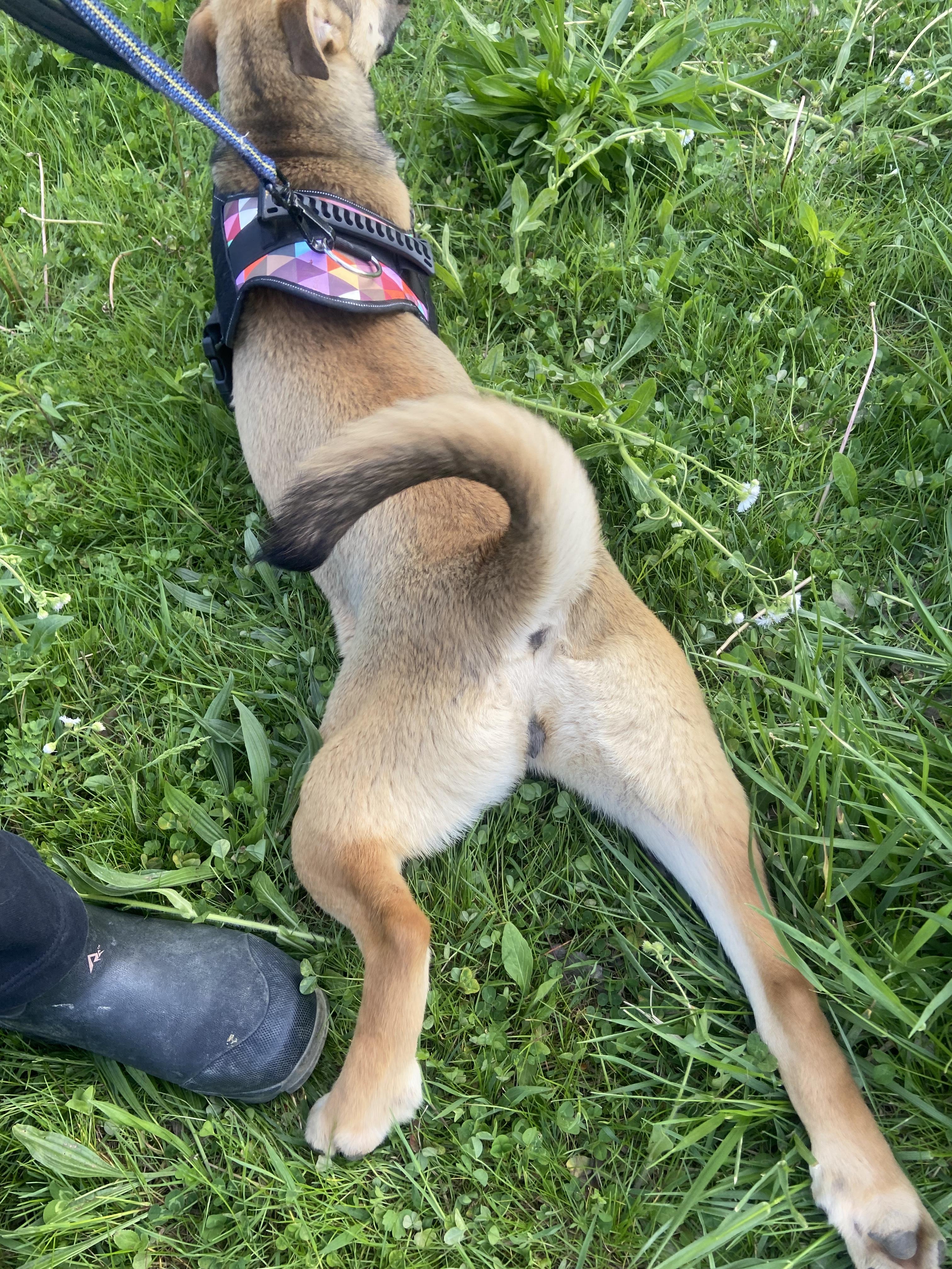 Enlarge Twinkie, a Adoptable Mixed Breed in Sunbright, TN image 4/6