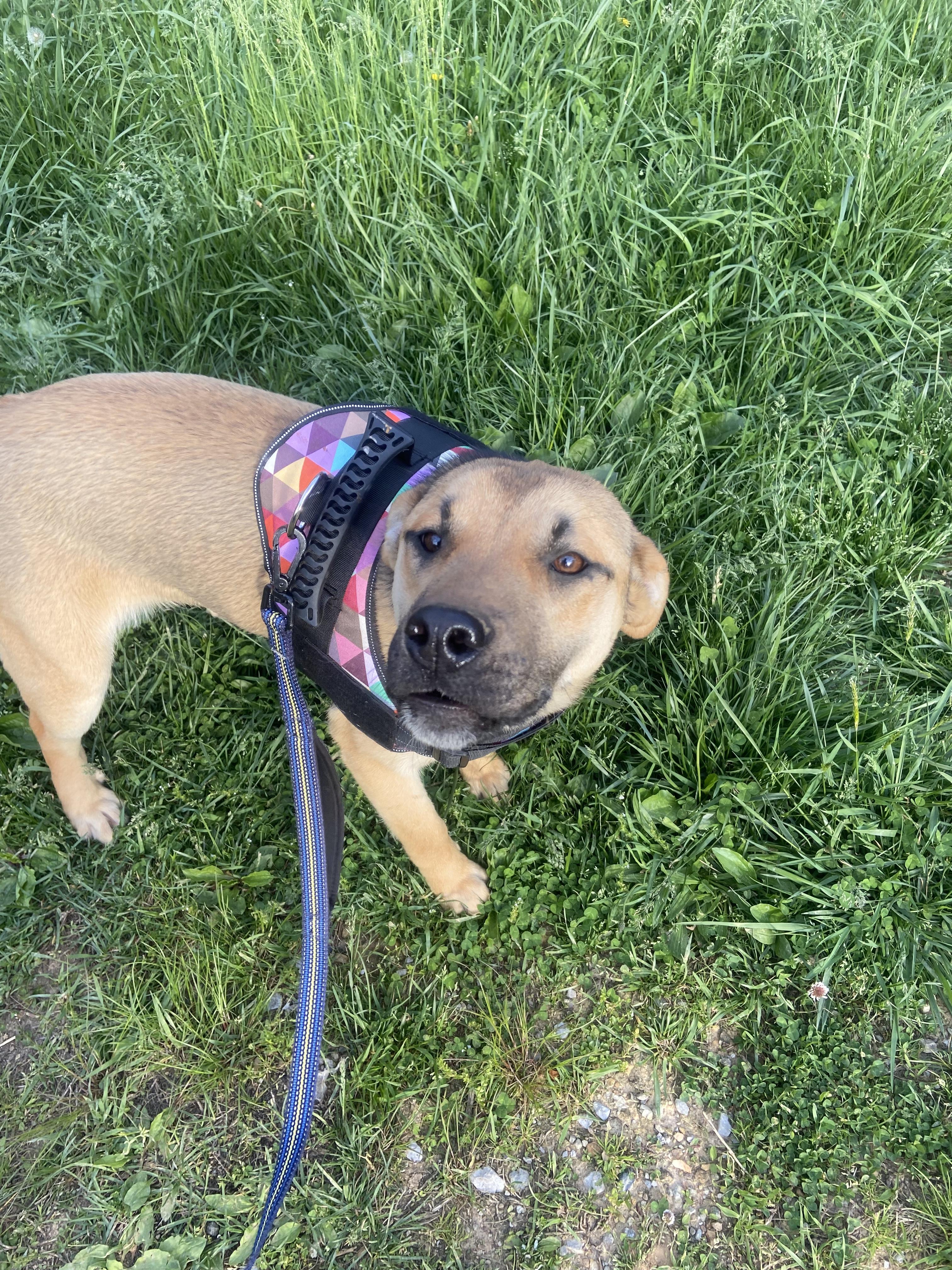 Enlarge Twinkie, a Adoptable Mixed Breed in Sunbright, TN image 5/6