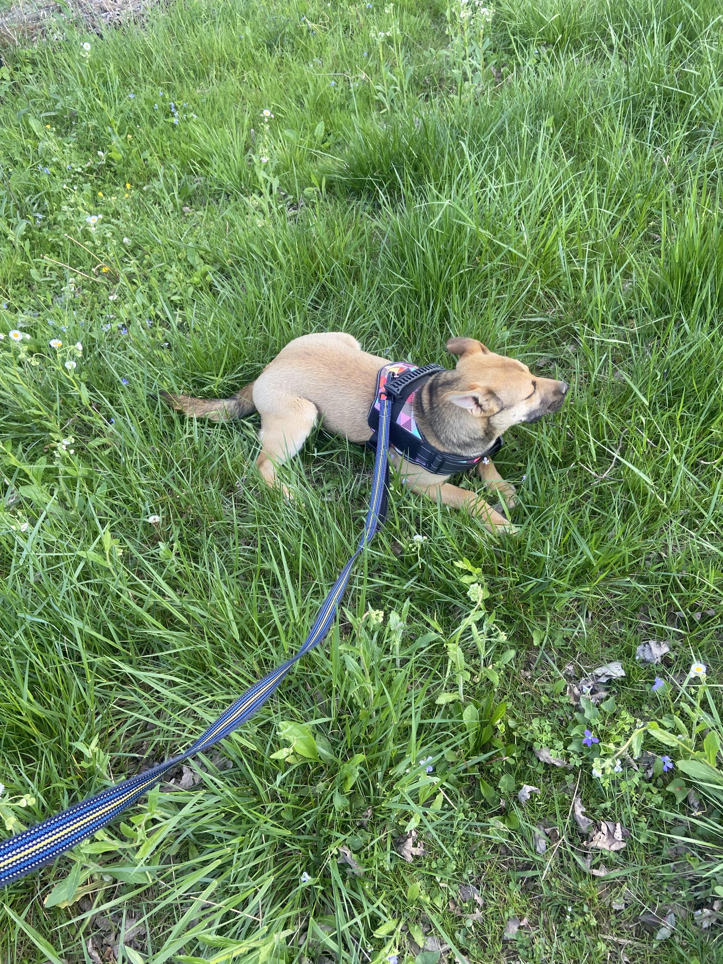 Enlarge Twinkie, a Adoptable Mixed Breed in Sunbright, TN image 6/6