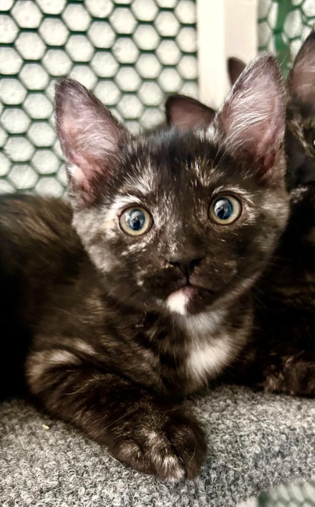Galata, Adoptable, Kitten Female Domestic Short Hair.