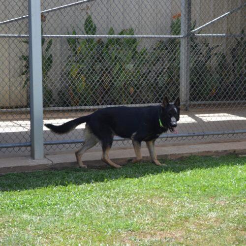 Thor, Adoptable, Puppy Male German Shepherd Dog.