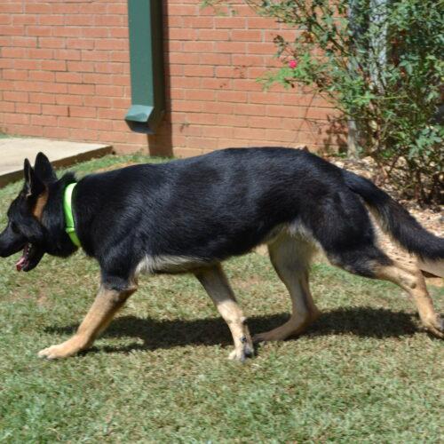 Enlarge Thor, a Adoptable German Shepherd Dog in Jackson, LA image 2/3