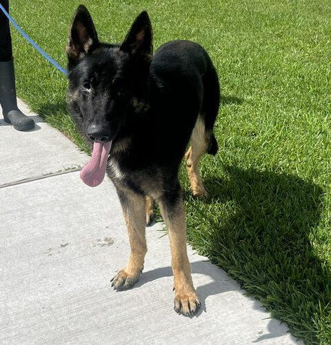 Enlarge Thor, a Adoptable German Shepherd Dog in Jackson, LA image 3/3