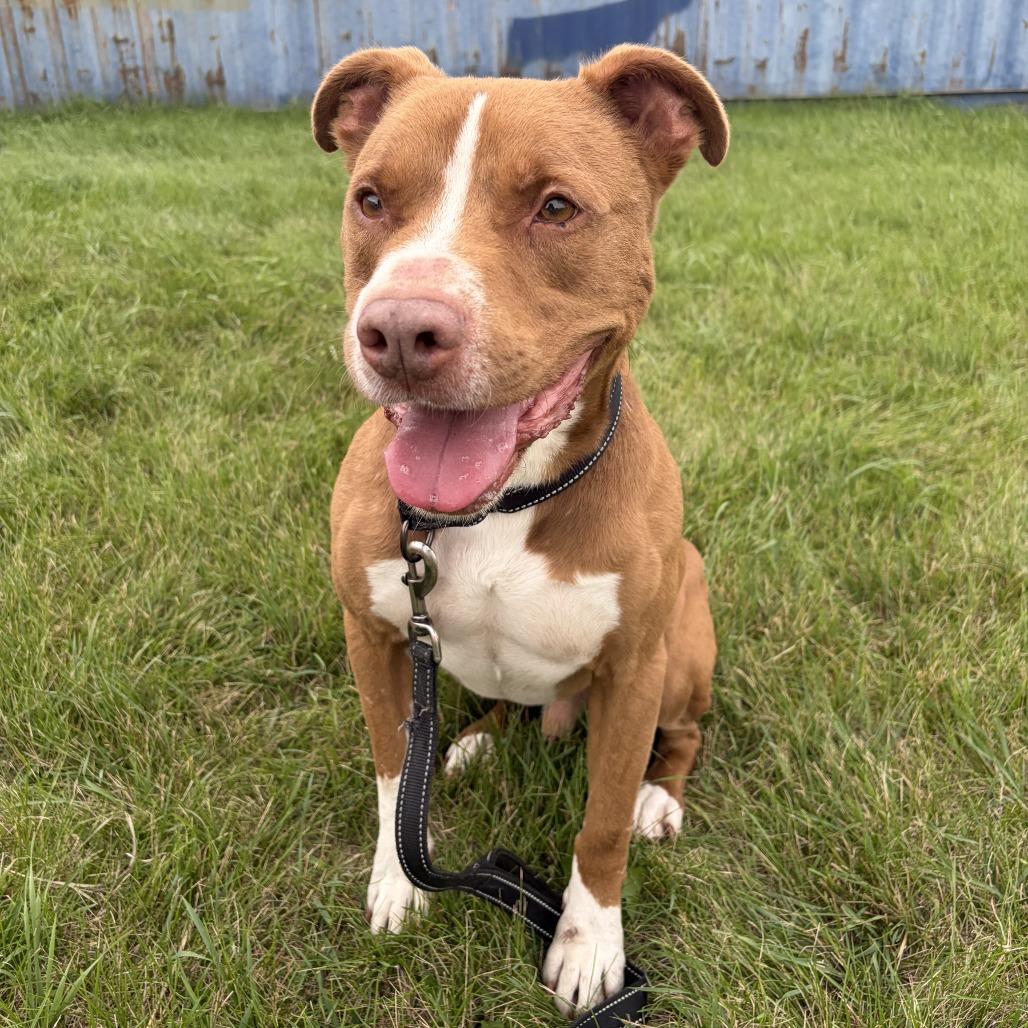 Otis, Adoptable, Senior Male Pit Bull Terrier.