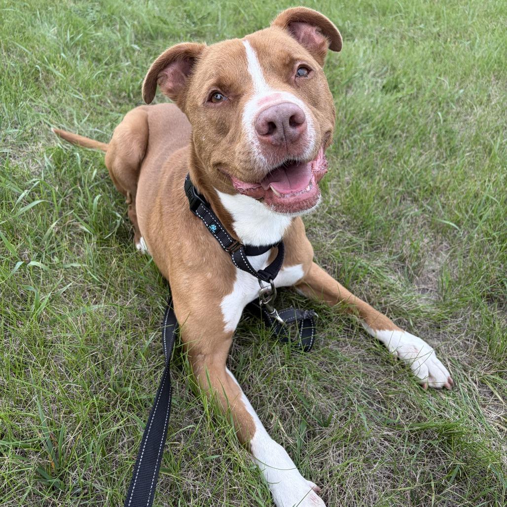 Enlarge Otis, a Adoptable Pit Bull Terrier in Wadena, MN image 2/5