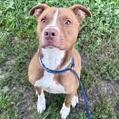 Enlarge Otis, a Adoptable Pit Bull Terrier in Wadena, MN image 3/5