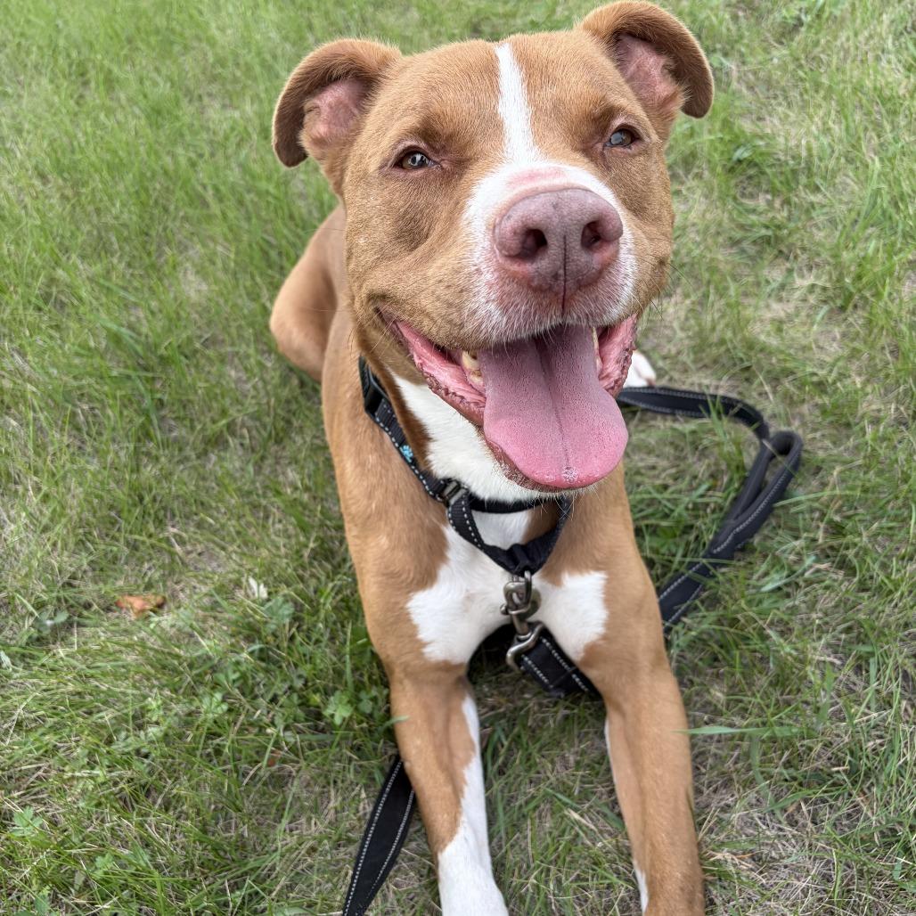 Enlarge Otis, a Adoptable Pit Bull Terrier in Wadena, MN image 4/5