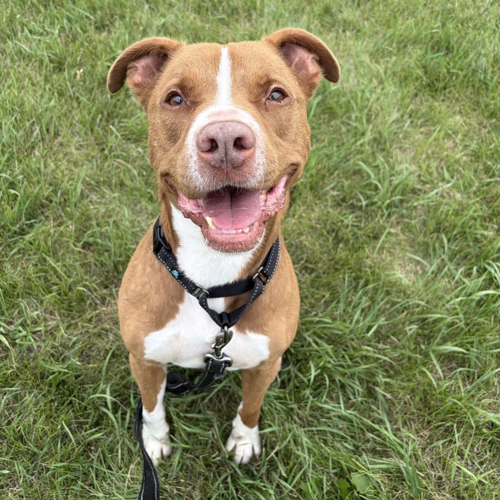 Enlarge Otis, a Adoptable Pit Bull Terrier in Wadena, MN image 5/5