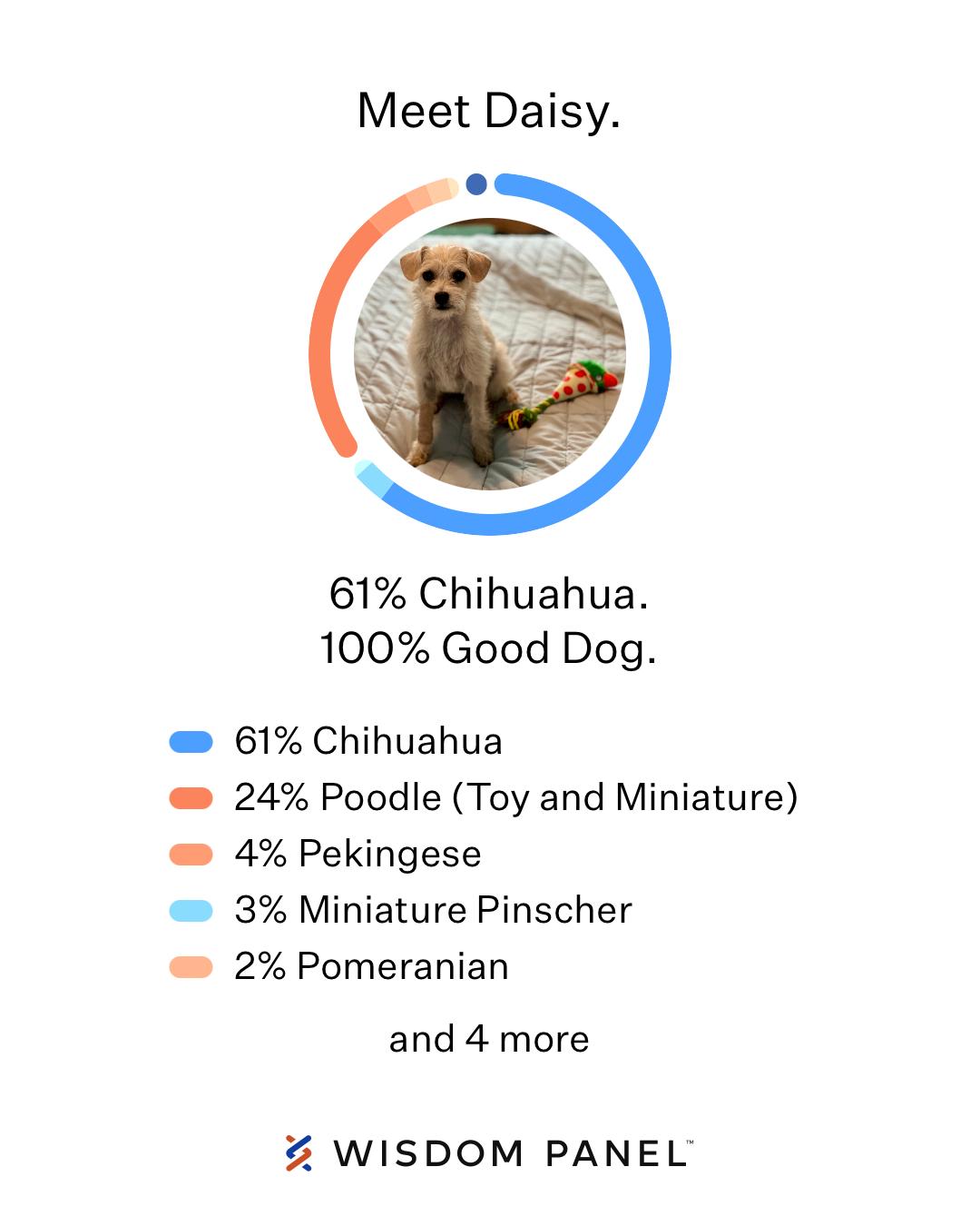 Enlarge Milo, a Adopted mixed breed in Thorndale, TX image 1/3