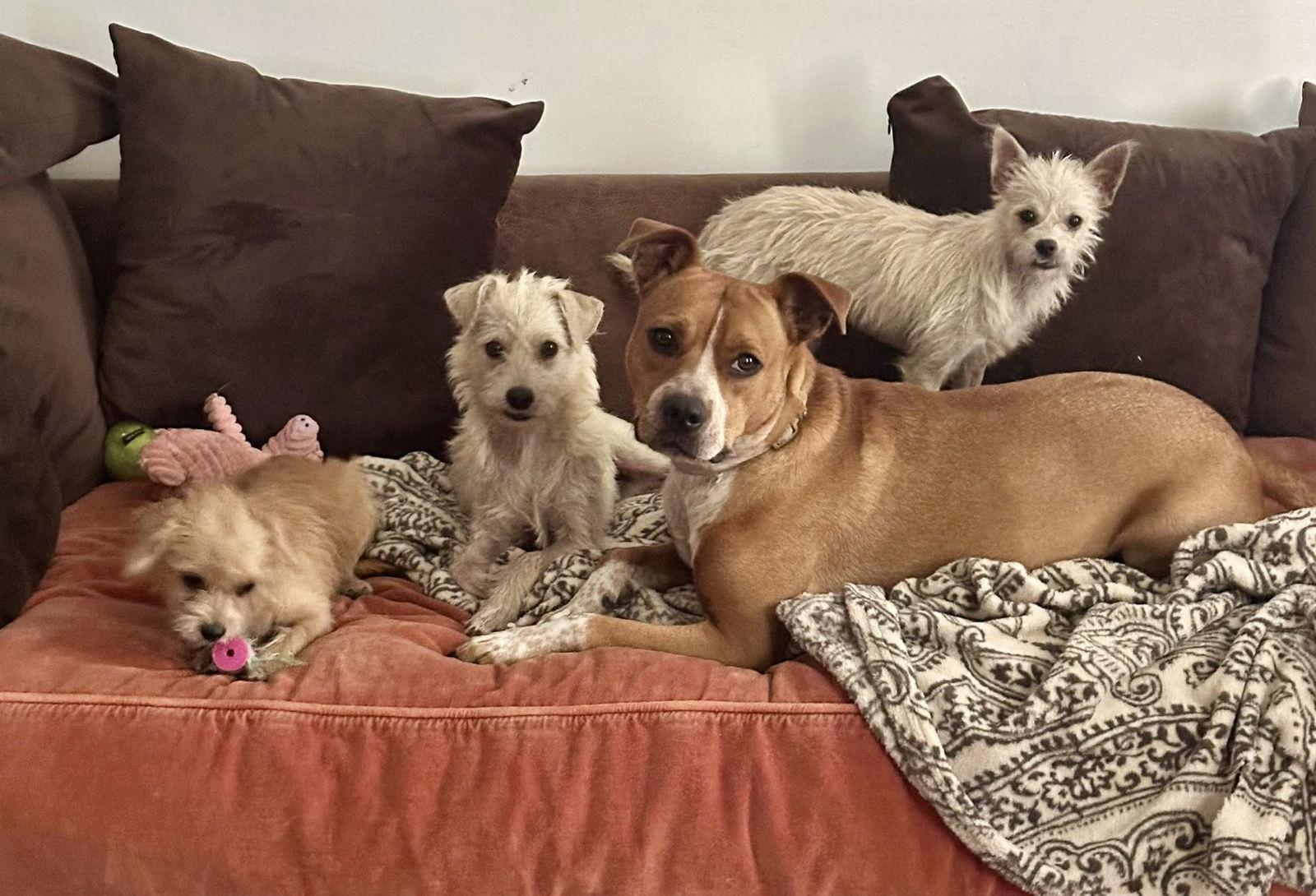 Enlarge Milo, a Adopted mixed breed in Thorndale, TX image 2/3