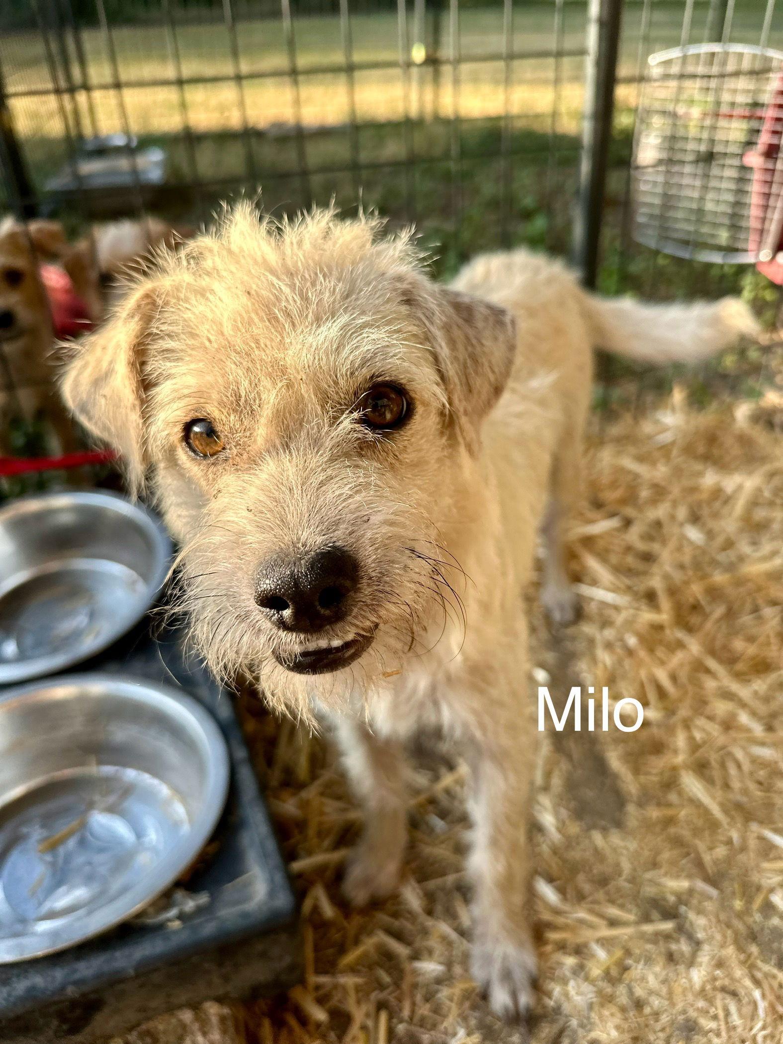 Enlarge Milo, a Adopted mixed breed in Thorndale, TX image 3/3