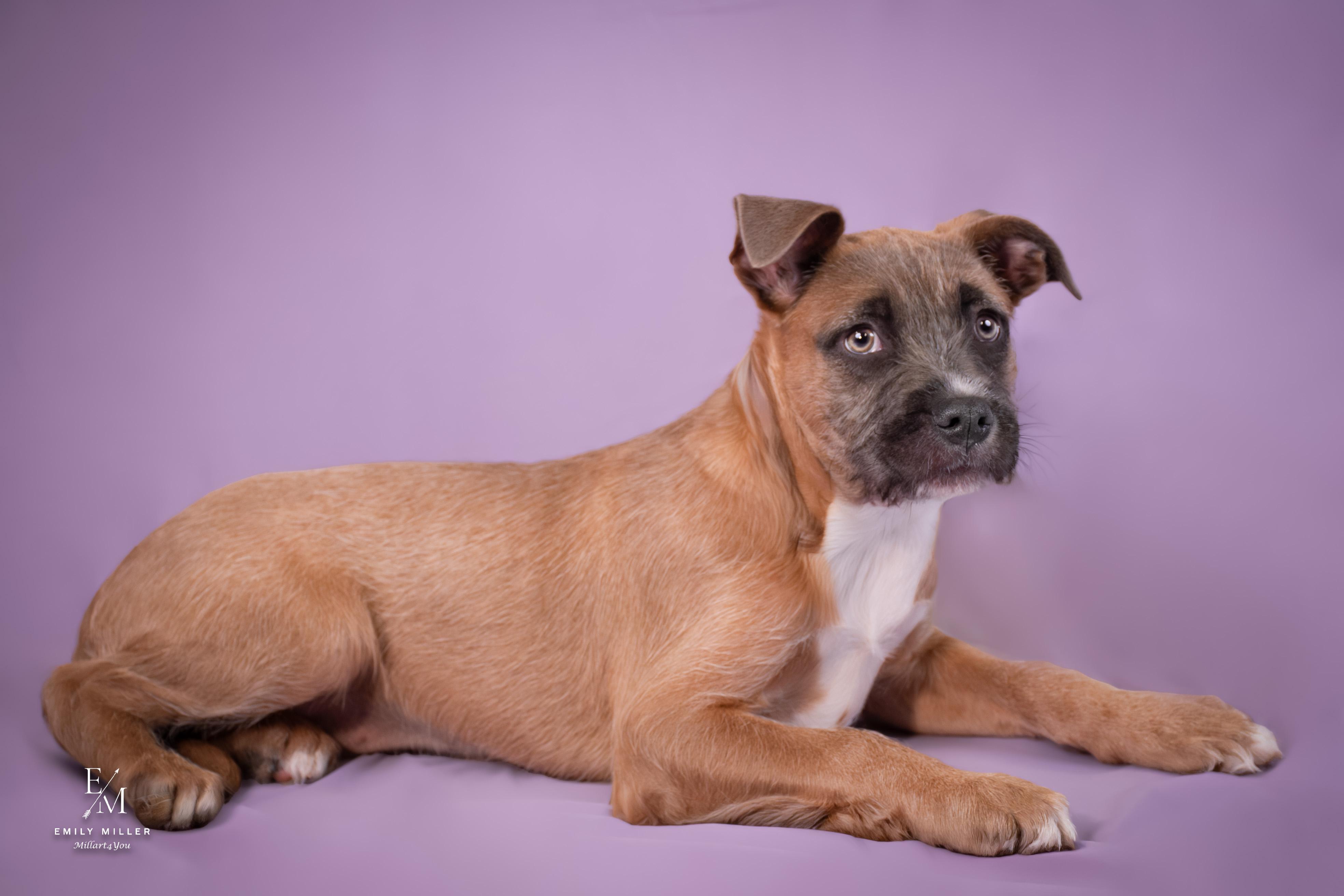 Hula, a ADOPTABLE mixed breed in Phoenix, AZ image 6/6