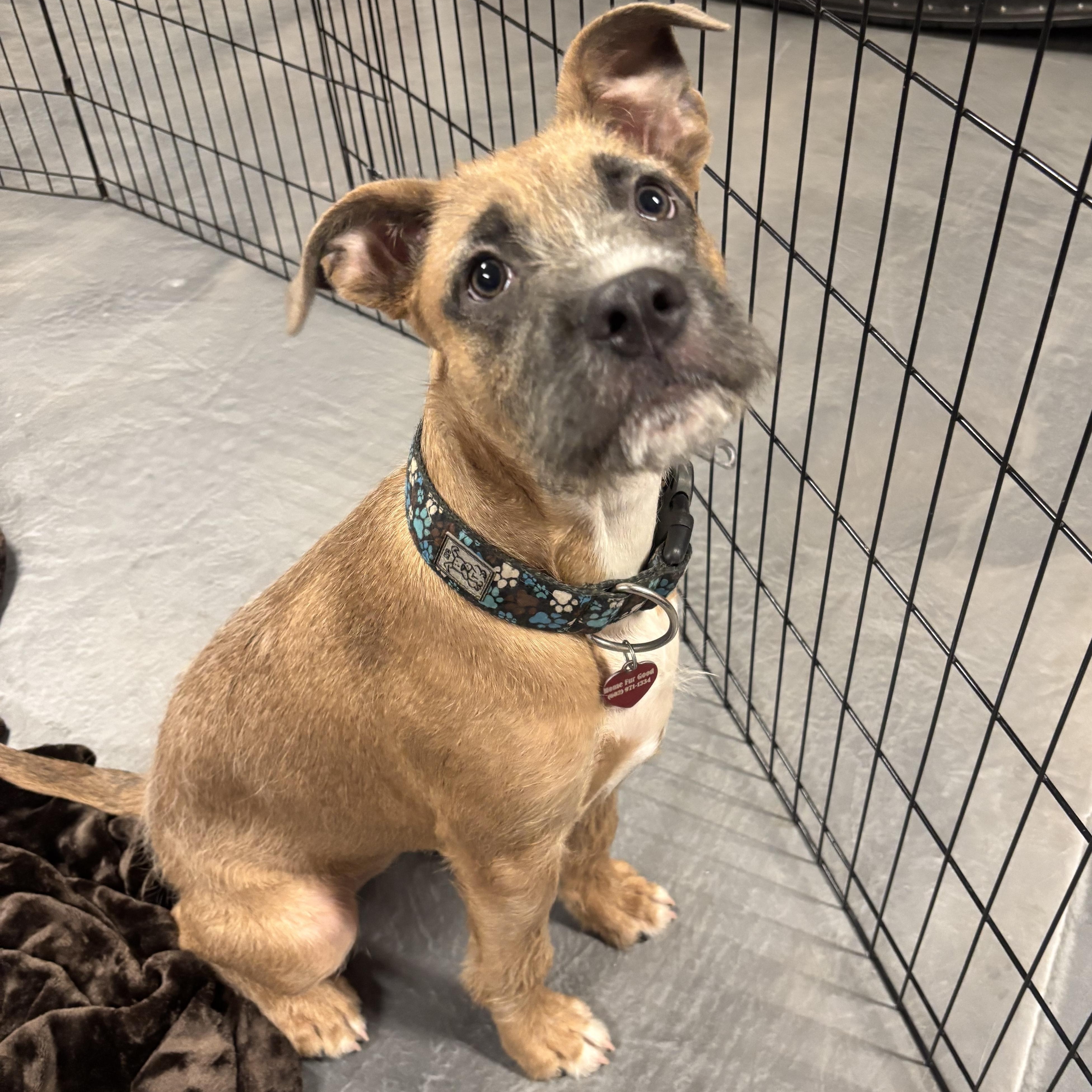 Hula, ADOPTABLE, Puppy Female Boxer & Terrier.