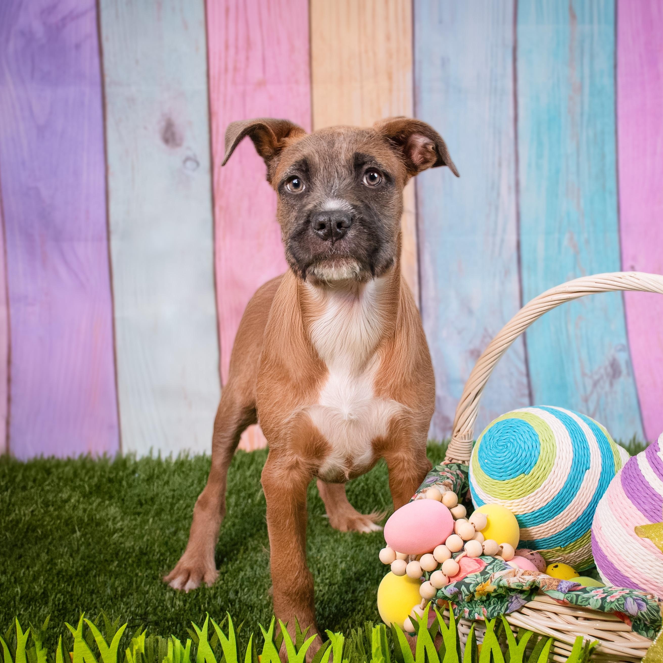 Hula, a ADOPTABLE mixed breed in Phoenix, AZ image 1/6