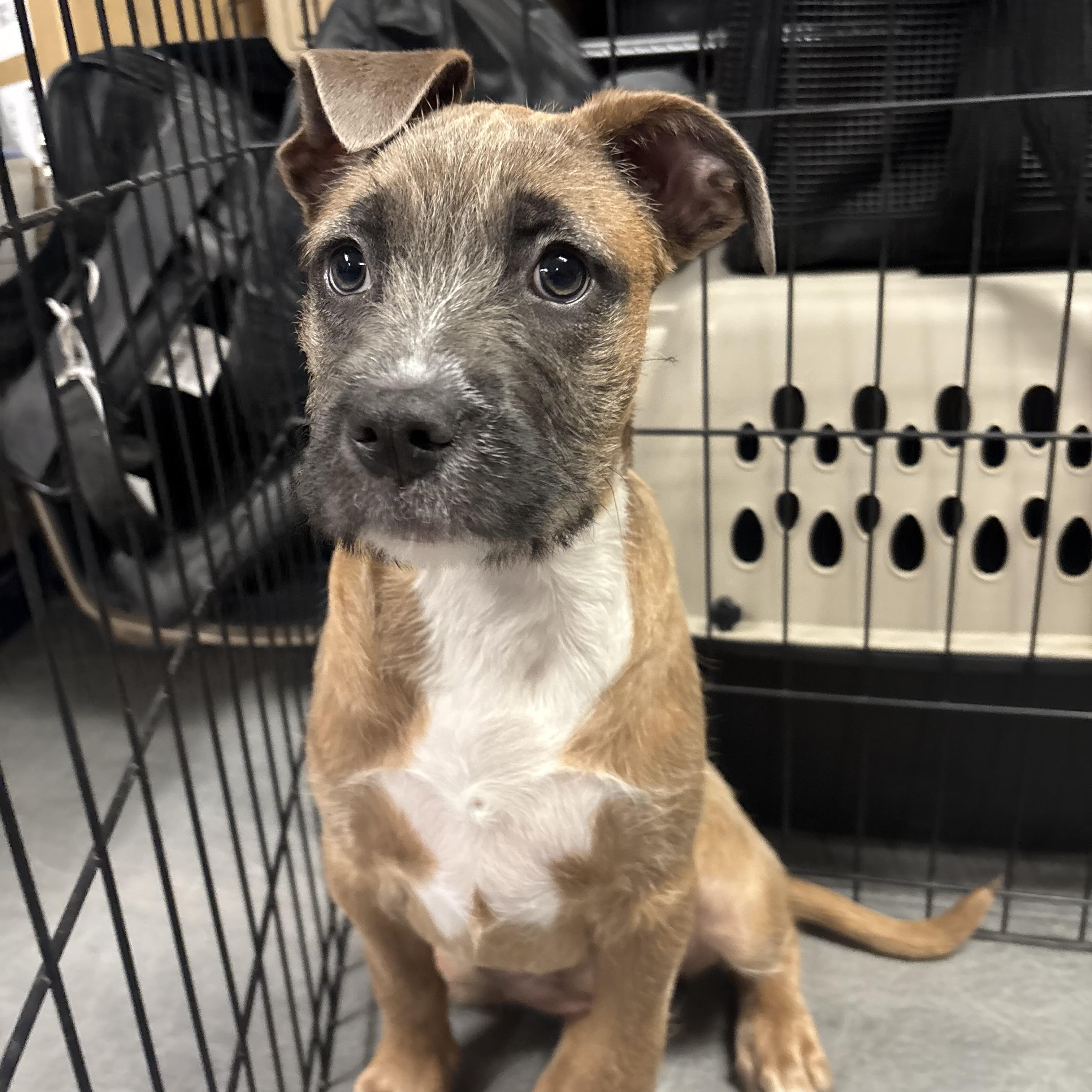 Hula, a ADOPTABLE mixed breed in Phoenix, AZ image 4/6