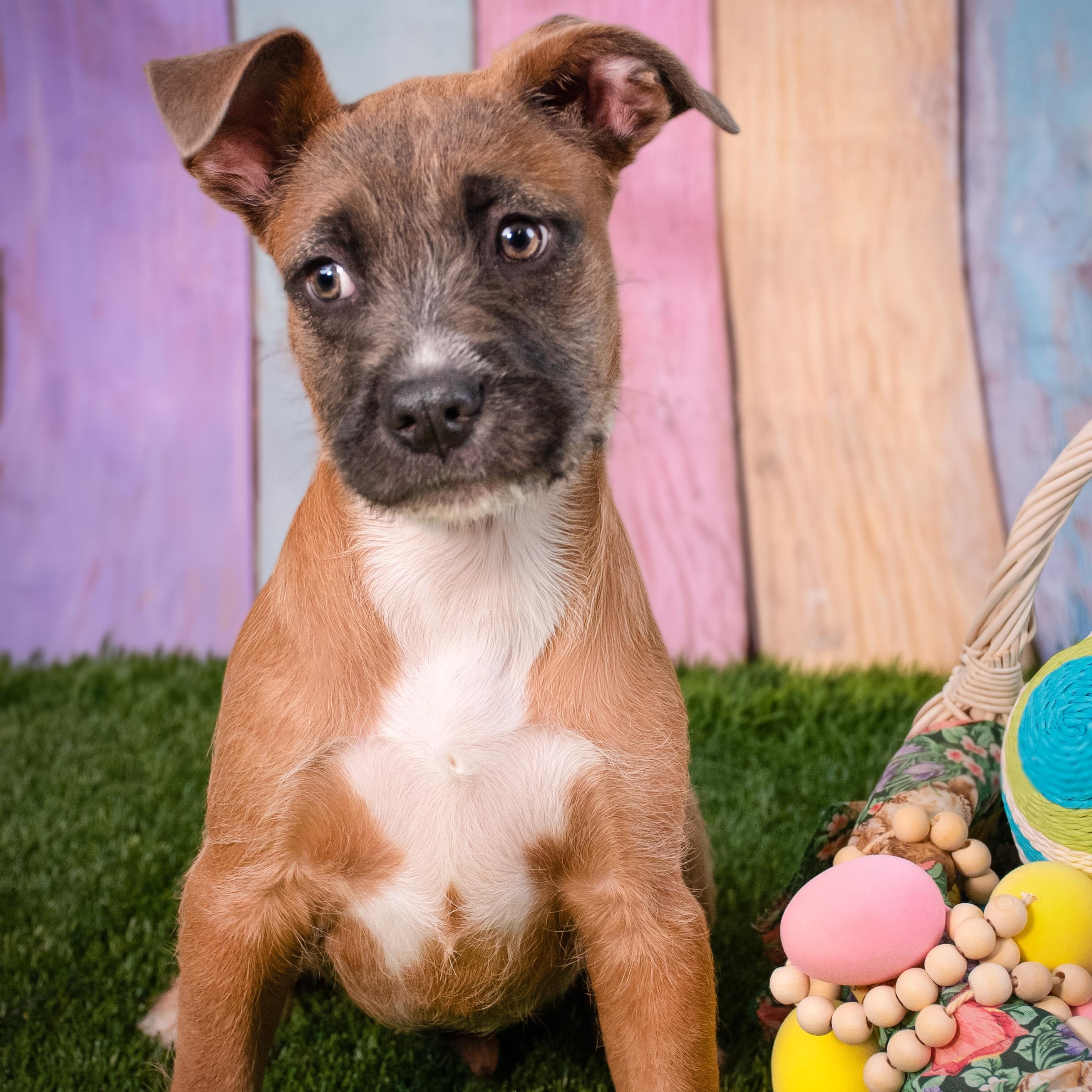 Hula, a ADOPTABLE mixed breed in Phoenix, AZ image 2/6