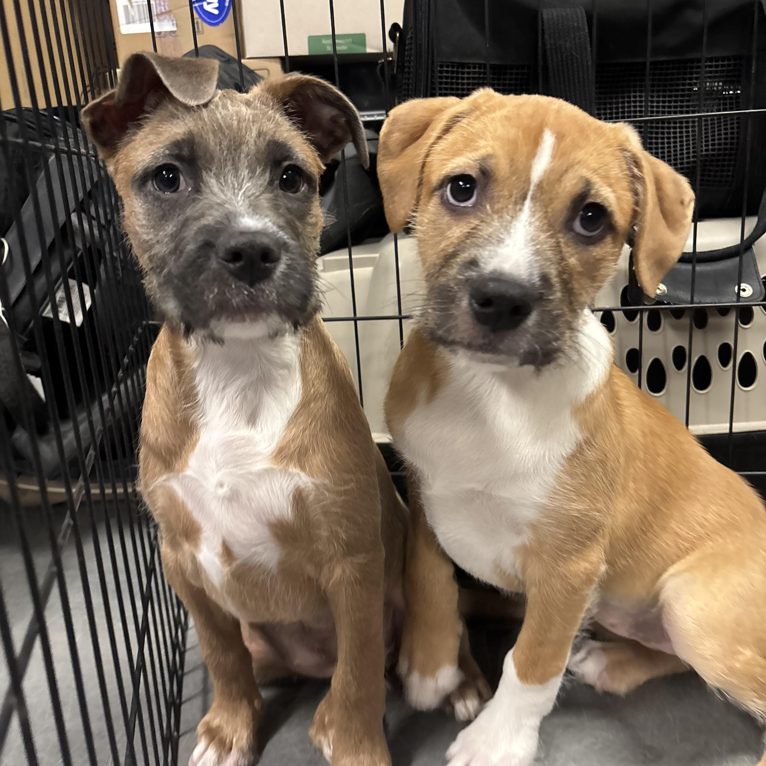 Hula, a ADOPTABLE mixed breed in Phoenix, AZ image 5/6