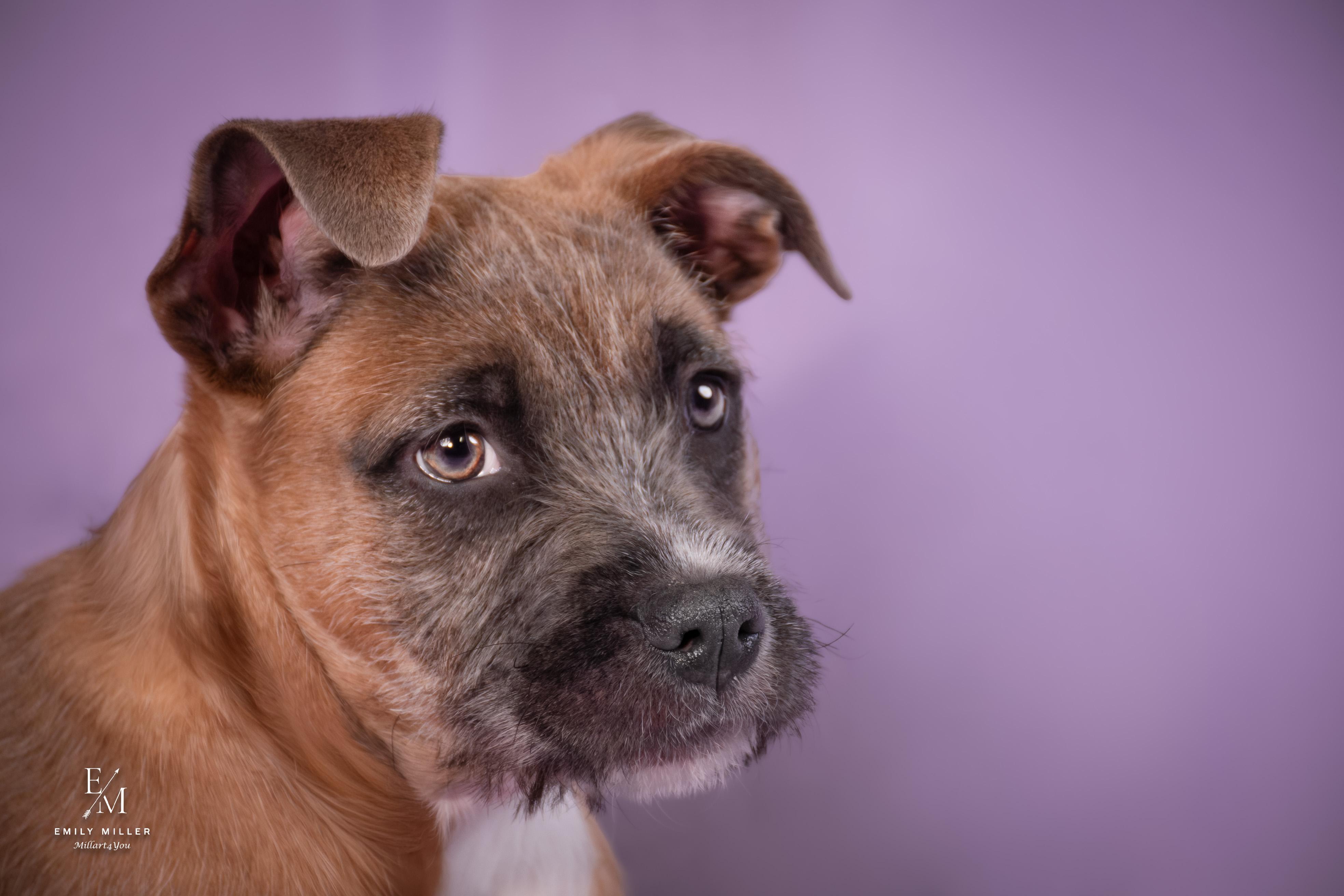 Hula, a ADOPTABLE mixed breed in Phoenix, AZ image 3/6