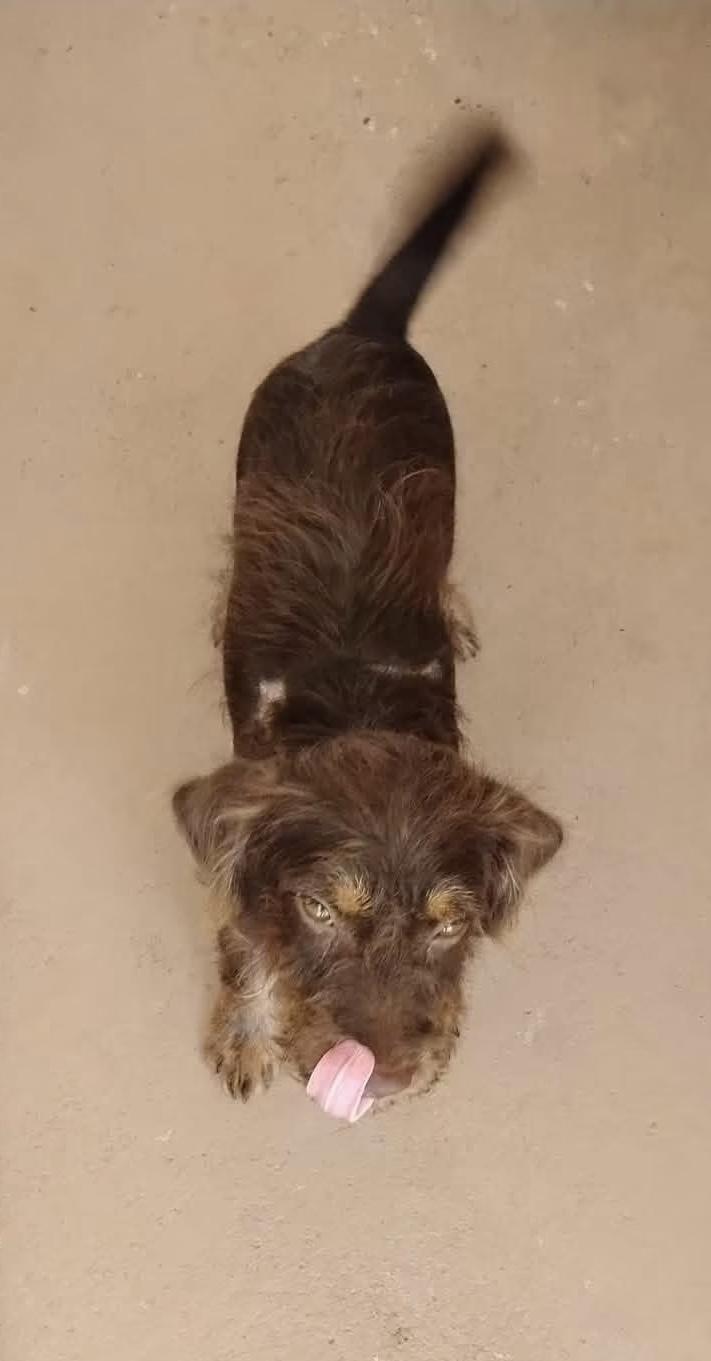Barnaby, ADOPTABLE, Puppy Male Terrier & Schnauzer.